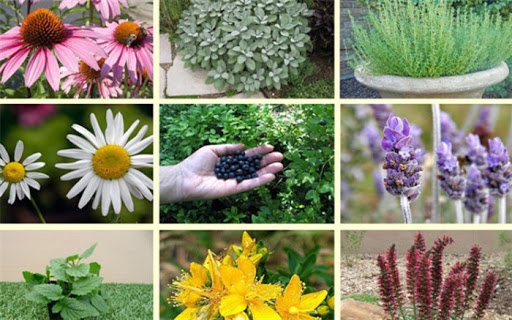 برداشت سالانه ۷ تن گیاه داروئی در شهرستان زرند