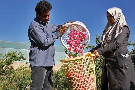 کاشان,جشنواره گل و گلاب