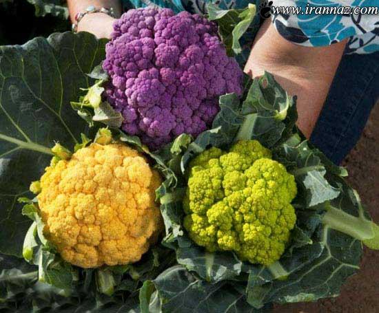 مزرعه ای با گل کلم های رنگی زیبا (عکس)