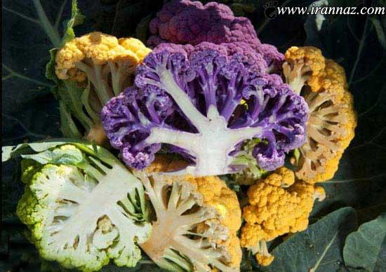 مزرعه ای با گل کلم های رنگی زیبا (عکس)