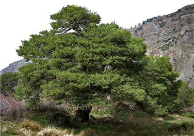 درختان بزرگ