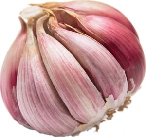 سیر را دریابید