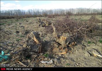 باغ سیب مهرشهر