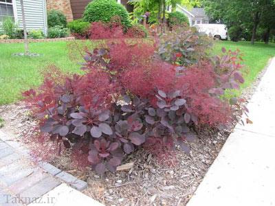 آشنایی با درخت پر + شرایط نگهداری و عکس