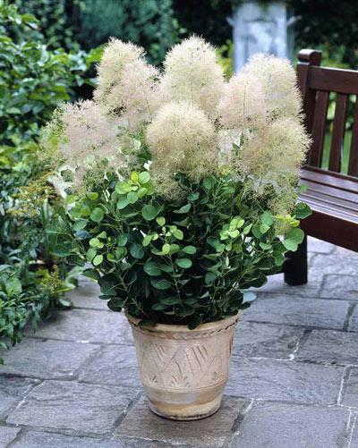 آشنایی با درخت پر + شرایط نگهداری و عکس