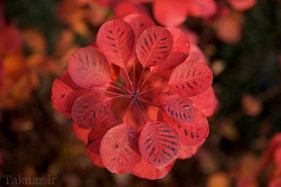 آشنایی با درخت پر + شرایط نگهداری و عکس