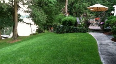 چمن بومی ایرانی که نسبت به کم‌آبی مقاوم است