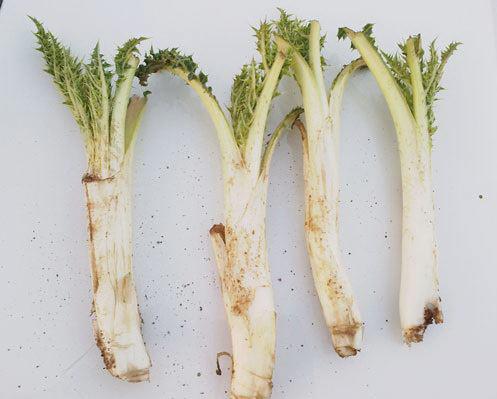 پرخاصیت ترین گیاه بهاری