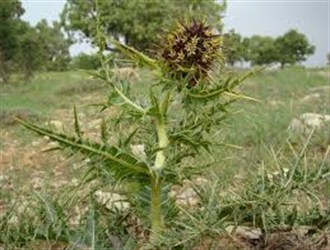 رونق در بازار فروش گیاهان دارویی و صحرایی در محلات+خواص برخی از گیاهان دارویی