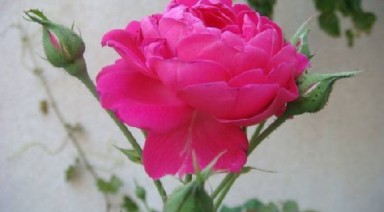 این گل از آلزایمر جلوگیری می‌کند