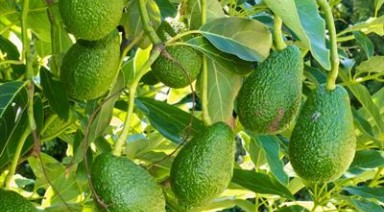 این میوه جدید را حتما بشناسید چون ...