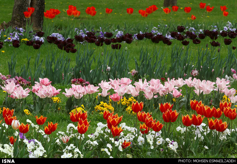 تصاویری ازباغ گل‌های پیازی - مشهد