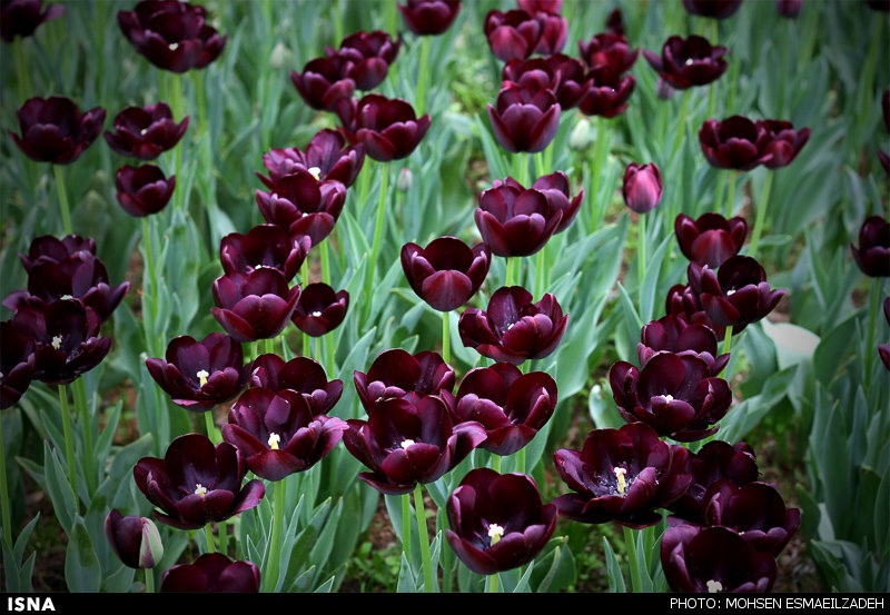 تصاویری ازباغ گل‌های پیازی - مشهد
