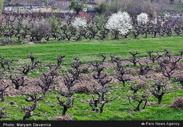 تصاویری ازطبیعت بهاری خراسان شمالی