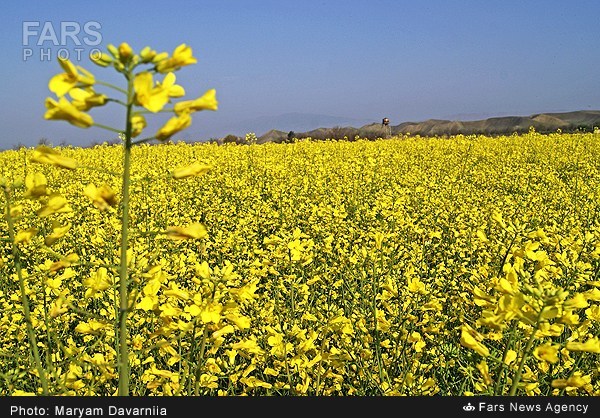 تصاویری ازطبیعت بهاری خراسان شمالی
