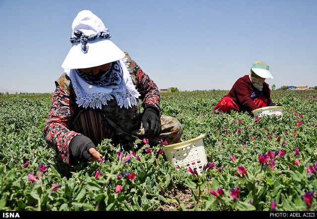 برداشت گل گاو زبان - اراک (عکس)