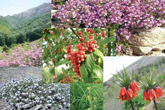 خشکسالی,گیاهان دارویی,ریگان