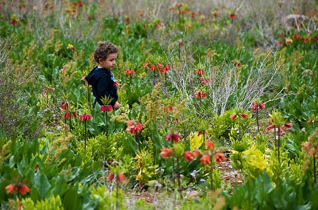 دشت لالههای واژگون,لالههای واژگون,دشت لاله های واژگون شهرستان چِلگرد