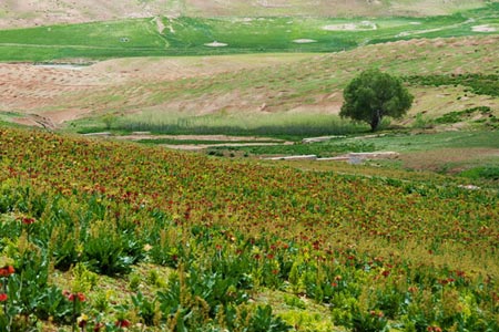 دشت لالههای واژگون,لالههای واژگون,دشت لاله های واژگون شهرستان چِلگرد
