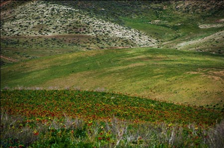 دشت لالههای واژگون,لالههای واژگون,دشت لاله های واژگون شهرستان چِلگرد