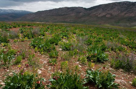 دشت لالههای واژگون,لالههای واژگون,دشت لاله های واژگون شهرستان چِلگرد