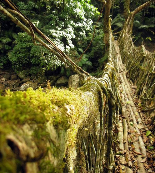 پل های طبیعی (+عکس)