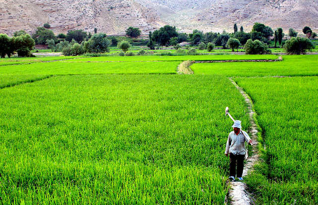بهار شگفت انگیز در مشهد (عکس)