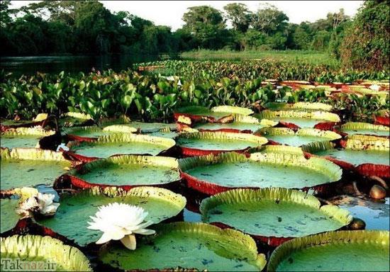 شگفت انگیز از بزرگترین برگ گل دنیا + عکس