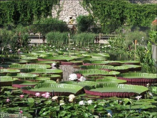 شگفت انگیز از بزرگترین برگ گل دنیا + عکس