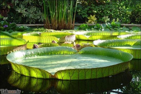 شگفت انگیز از بزرگترین برگ گل دنیا + عکس