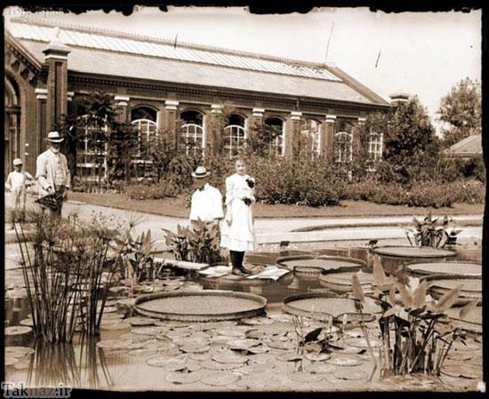 شگفت انگیز از بزرگترین برگ گل دنیا + عکس