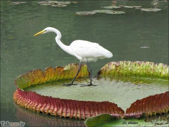 شگفت انگیز از بزرگترین برگ گل دنیا + عکس