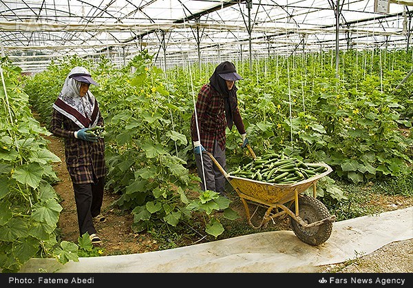 برداشت خیار گلخانه‌ای در اراک (عکس)