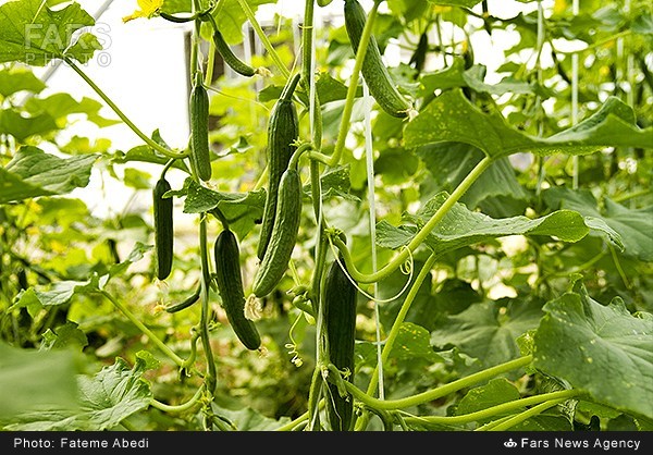 برداشت خیار گلخانه‌ای در اراک (عکس)