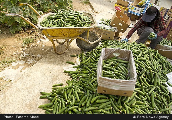 برداشت خیار گلخانه‌ای در اراک (عکس)
