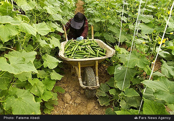 برداشت خیار گلخانه‌ای در اراک (عکس)