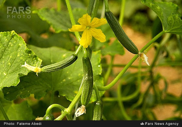 برداشت خیار گلخانه‌ای در اراک (عکس)