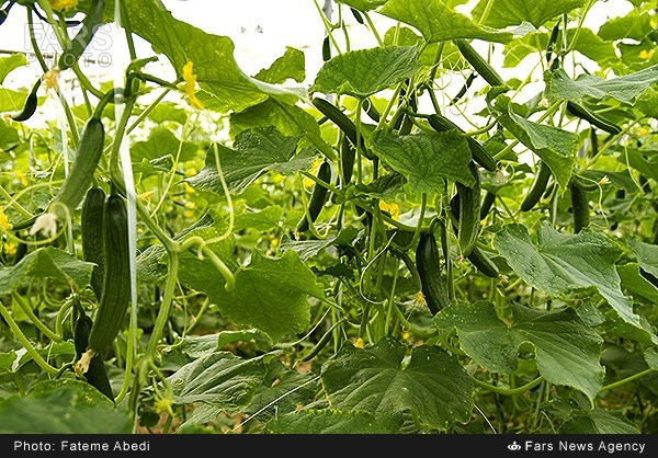 برداشت خیار گلخانه‌ای در اراک (عکس)
