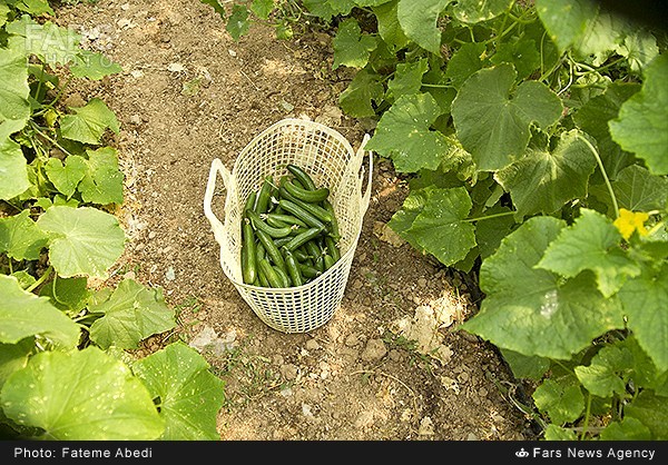 برداشت خیار گلخانه‌ای در اراک (عکس)
