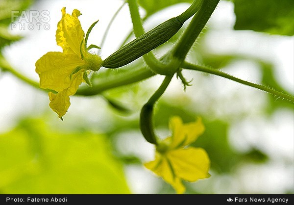 برداشت خیار گلخانه‌ای در اراک (عکس)
