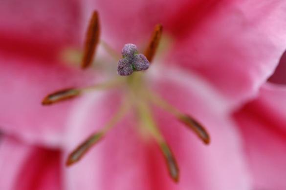 /گزارش تصویری/ باغ گل بسیار زیبا در لندن