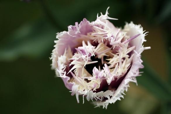 /گزارش تصویری/ باغ گل بسیار زیبا در لندن