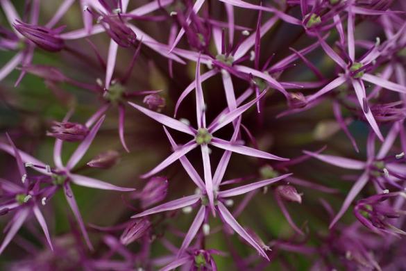 /گزارش تصویری/ باغ گل بسیار زیبا در لندن