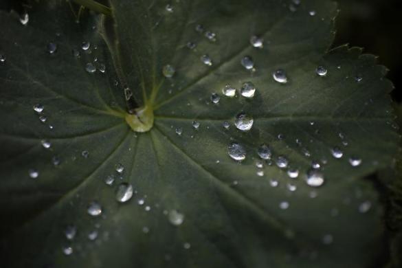 /گزارش تصویری/ باغ گل بسیار زیبا در لندن