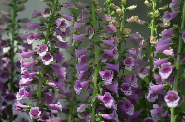 /گزارش تصویری/ باغ گل بسیار زیبا در لندن