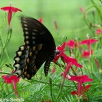 گياه باغي: پیچک سَرو ِچَمان