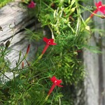 گياه باغي: پیچک سَرو ِچَمان