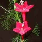 گياه باغي: پیچک سَرو ِچَمان