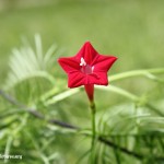 گياه باغي: پیچک سَرو ِچَمان