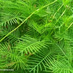 گياه باغي: پیچک سَرو ِچَمان